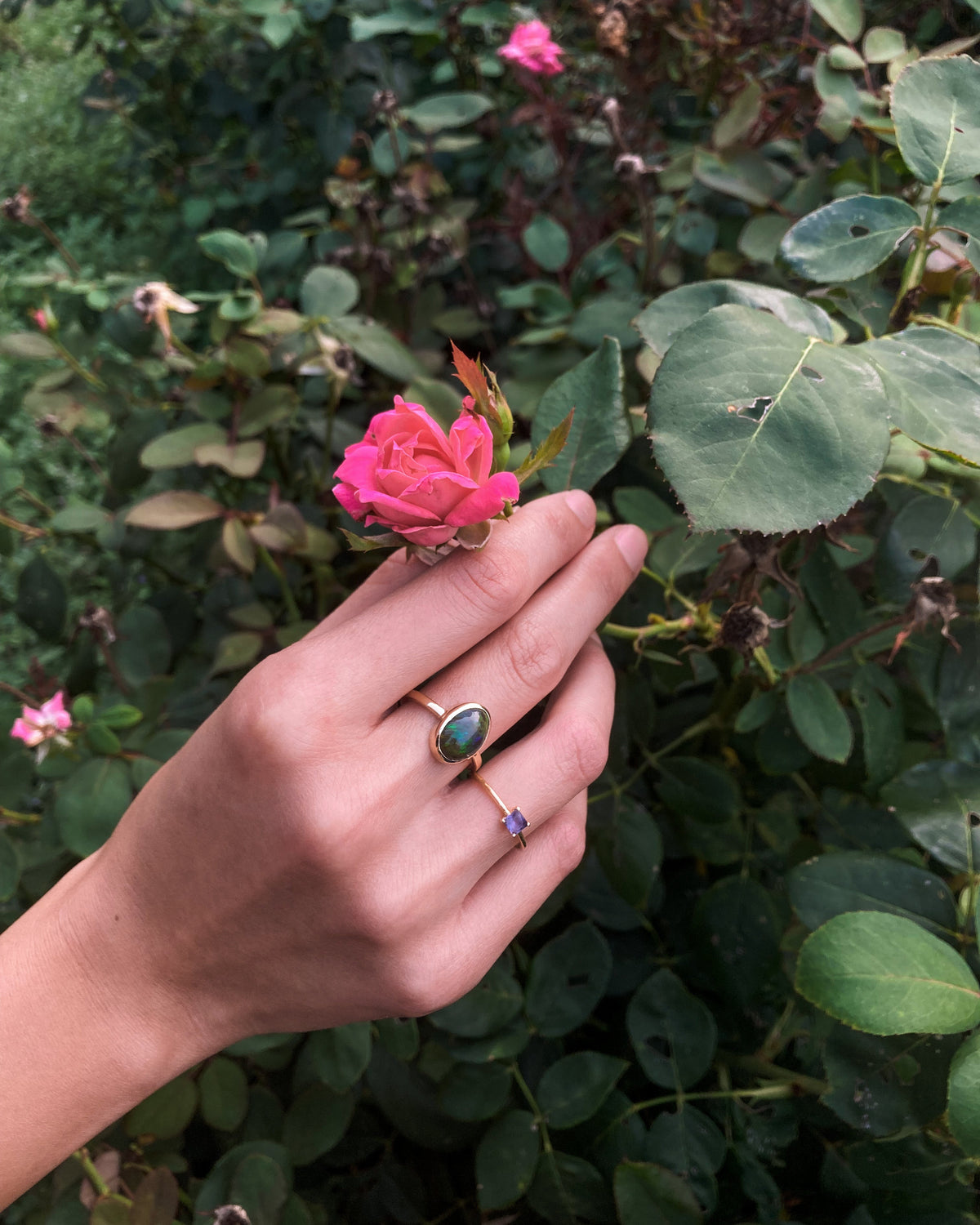 Hand holding a pink flower with green foliage in the background